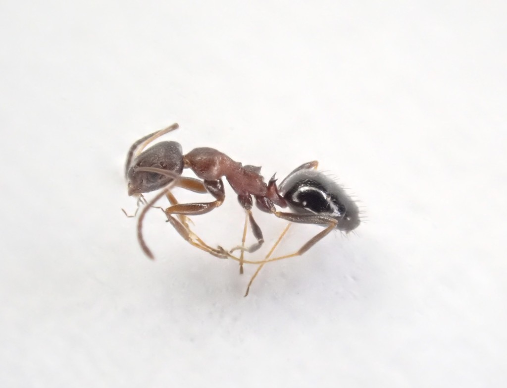 Lepisiota spinosior