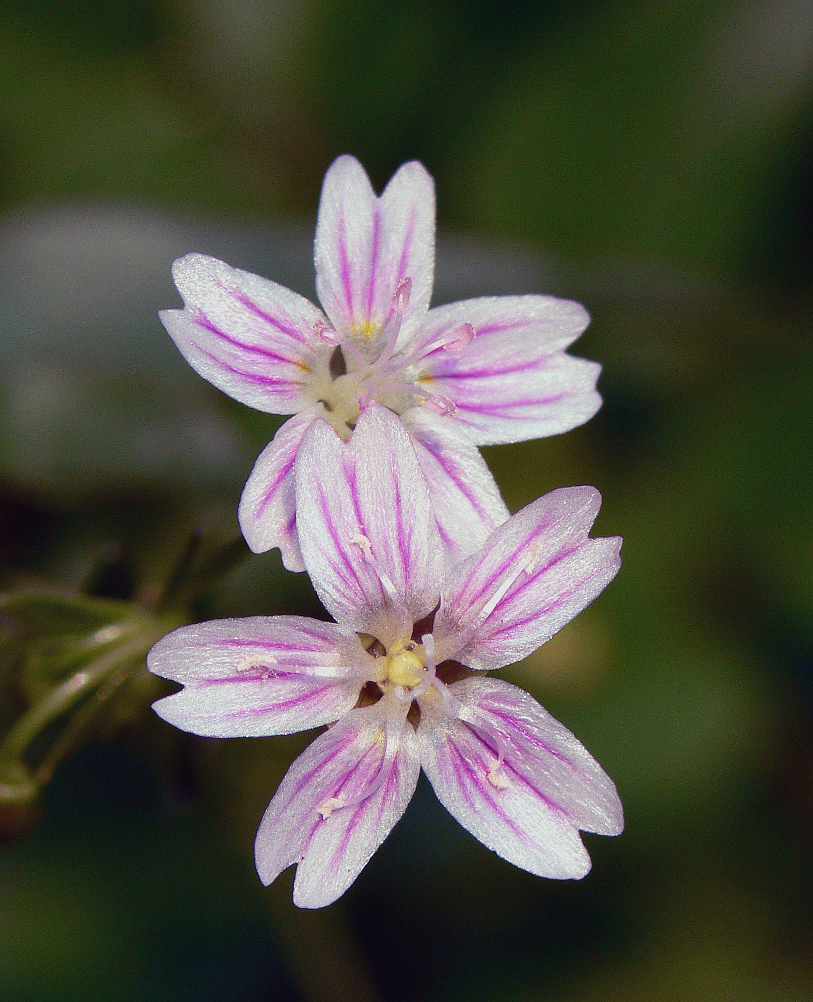 Claytonia