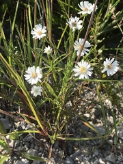 Solidago ptarmicoides