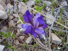 Iris lutescens