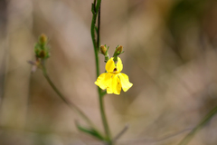 Goodenia stelligera
