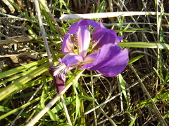 Iris lutescens