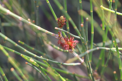 Allocasuarina distyla