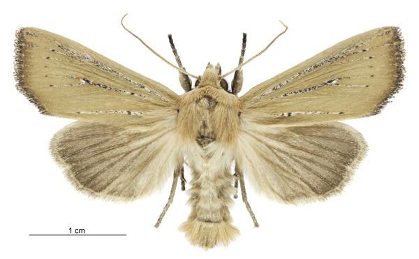 Ichneutica blenheimensis