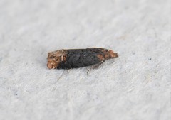 Eucosma ochroterminana