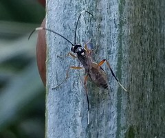 Glabridorsum stokesii