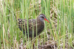 Rallus indicus