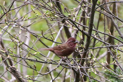 Carpodacus edwardsii