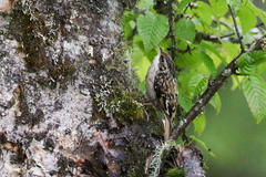 Sichuan Treecreeper photo 2