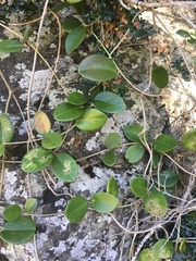 Hoya australis australis
