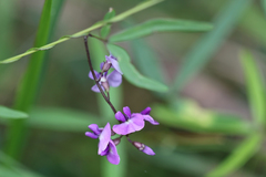Glycine microphylla