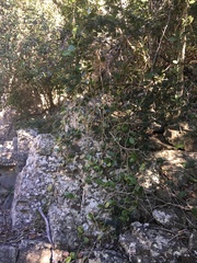 Hoya australis australis
