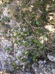 Hoya australis australis