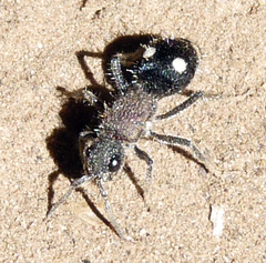 Dolichomutilla sycorax