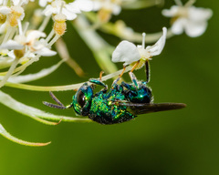 Euperilampus triangularis