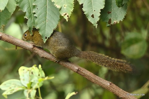Carruthers' Mountain Squirrel
