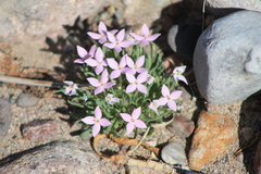 Houstonia rubra