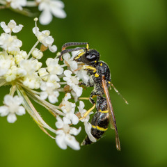 Symmorphus canadensis