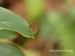 Jamides bochus formosanus