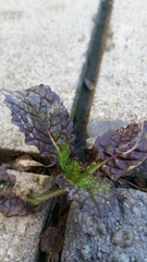 Brassica juncea