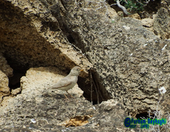 Ammomanes deserti
