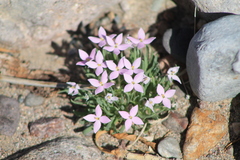 Houstonia rubra