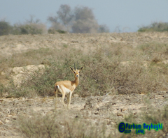 Gazella bennettii