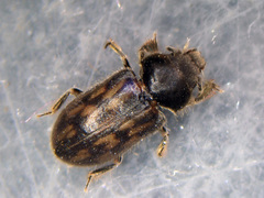 Heterocerus fenestratus