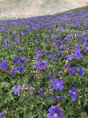 Geranium gymnocaulon