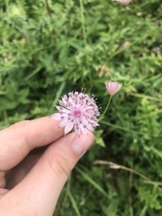 Astrantia trifida