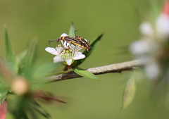 Chauliognathus sydneyanus