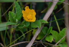 Sida rhombifolia insularis