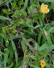 Sida rhombifolia insularis
