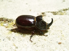 Oryctes nasicornis grypus