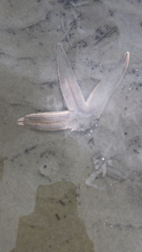 Gray Sea Star photographed in South Carolina