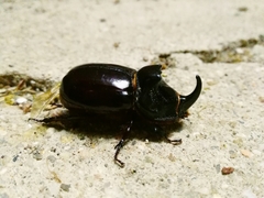 Oryctes nasicornis grypus