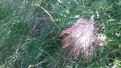Pulsatilla