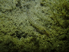 Cobitis taenia