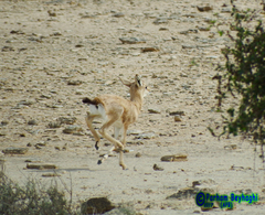 Gazella bennettii