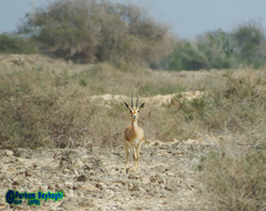Gazella bennettii