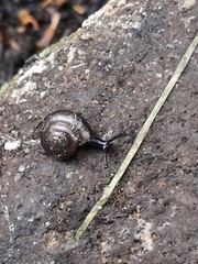 Euconulidae