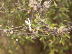 Olearia odorata
