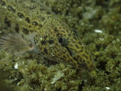 Cobitis taenia