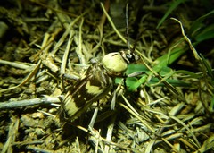 Megacyllene antennata