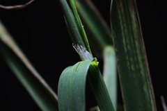 Bromus cebadilla