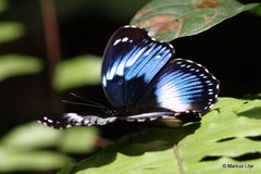 Hypolimnas salmacis salmacis