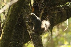 Paraxerus poensis image
