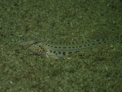 Cobitis taenia