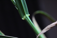 Bromus cebadilla