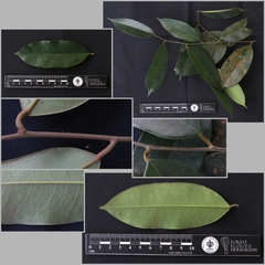 Cotylelobium burckii